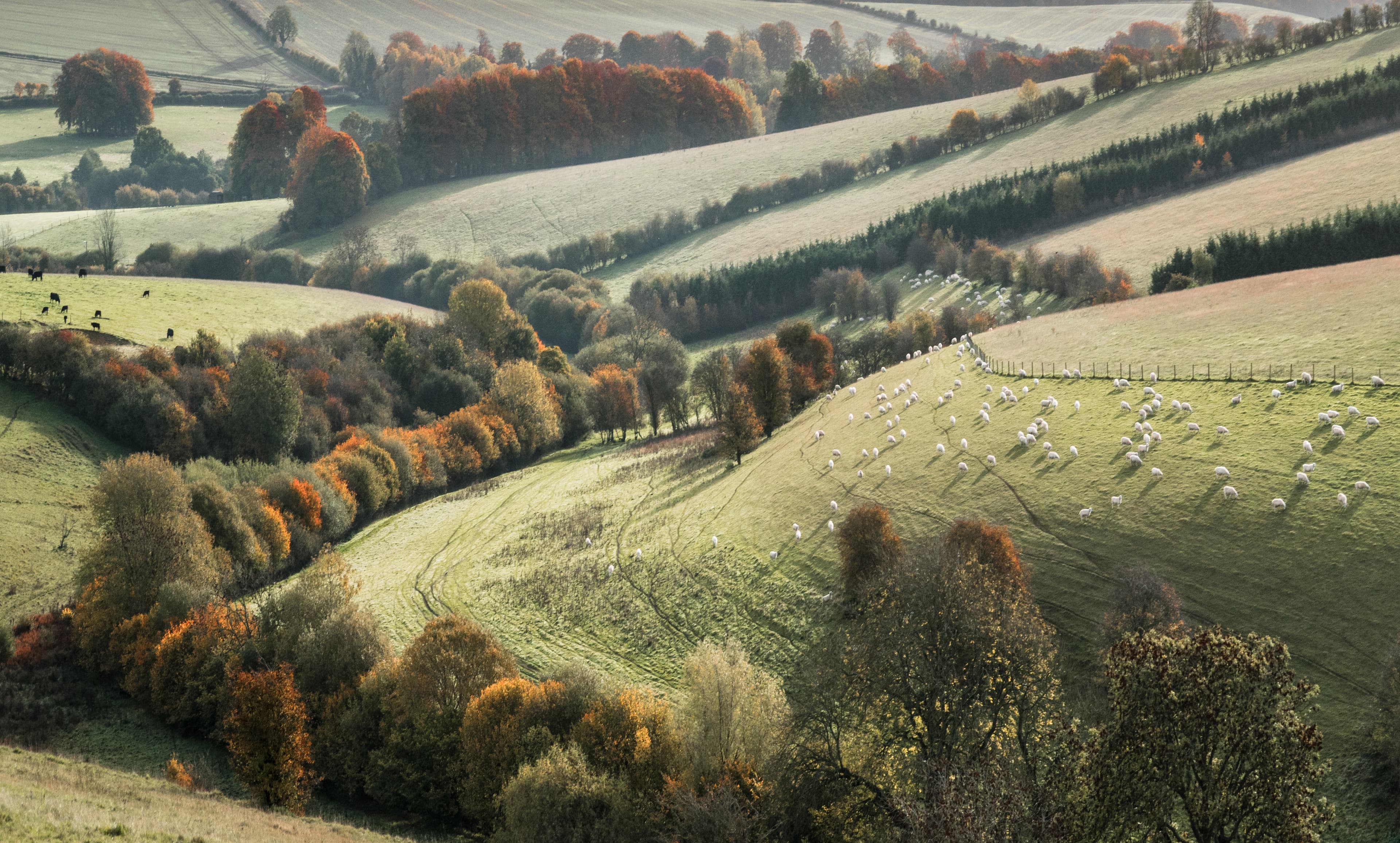 Cotswold farmland and sheep landscape rolling hills