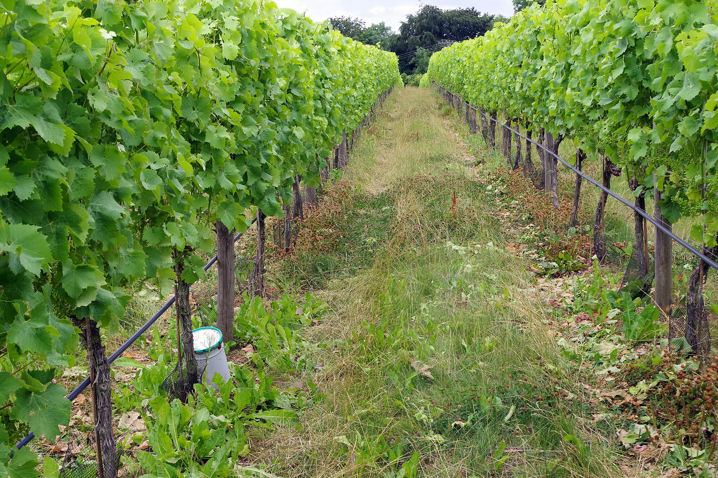 Woodchester Valley Vineyard, unique experiences in Stroud