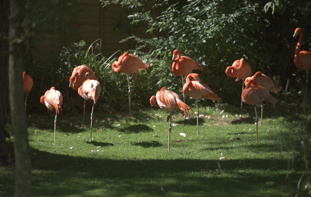 Birdland Park and Gardens, family in Bourton-on-the-Water